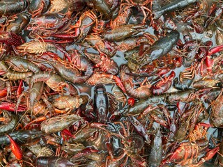Fresh live Louisiana crawfish at the market