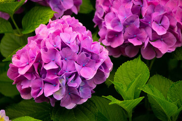 Fototapeta premium 紫陽花