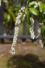 アセビの花	