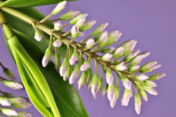 Isolated stem of Hebe 'Wiri Image' foliage and emerging flowers on purple background