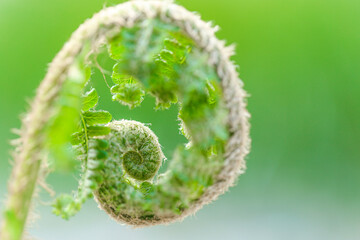 fern spiral.Fern sprout close-up on a blurred light green background.Plant natural background in green tones. Plant wallpaper.natural background.Summer grass 
