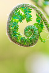 fern spiral.Fern sprout on a blurred light green background.Plant natural background in green tones. Plant wallpaper.natural beautiful background.Summer grass 