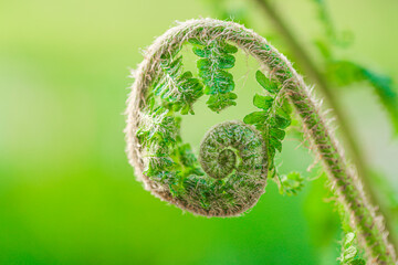 fern spiral.Fern sprout close-up on a light green background.Plant natural background in green...