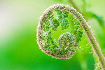 fern spiral.Fern sprout close-up on a blurred light green background.Plant natural background in...
