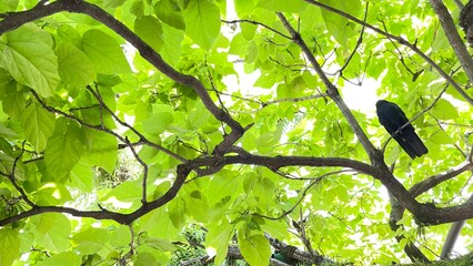 green leaves on the tree