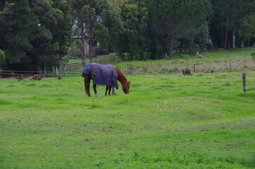 Horse grazing in the paddock