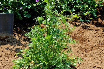 春の陽ざし　イタリアンパセリ　ハーブ園