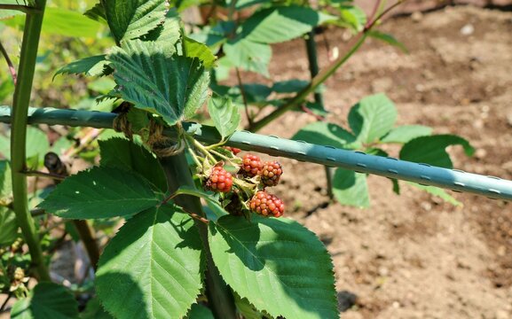 Catamite Bilder Durchsuchen 1,134 Archivfotos, und