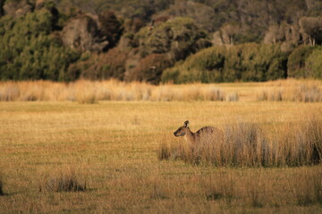 Naklejka premium kangaroo in a bush at parc national Narawntapu