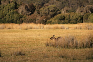 kangaroo in a bush at parc national Narawntapu