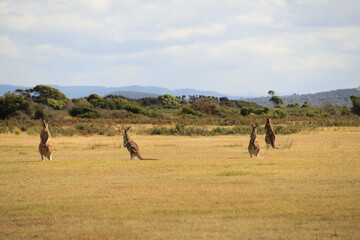 kangaroo in a bush at parc national Narawntapu