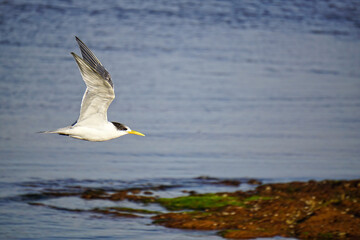 A Bird Flying Above Water and Rock