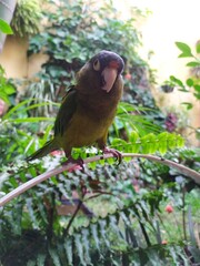 orange fronted parakeet posing