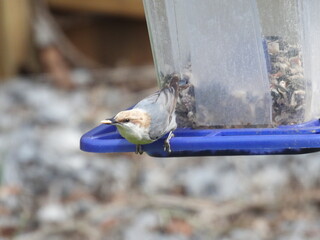Brown headed nuthatch in a Knoxville, Tennessee backyard