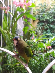 orange fronted parakeet enjoying the place