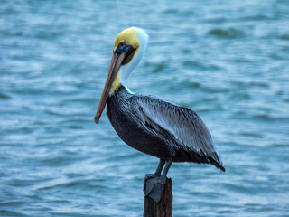 Brown pelican in the Merritt Island Wildlife Refuge