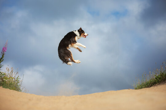 dog border collie jumping in a field against the sky