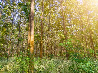 Fototapeta premium view of teak trees in the forest, teak trees in the morning, nature background, teak trees in tropical forest, nature wallpaper, teak tree of life