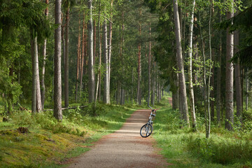 Bicycle parked on a hiking trail in the majestic evergreen forest park. Mighty pine trees. Concept landscape. Nature, tourism, nordic walking, cycling, exploring, healthy lifestyle, sport themes