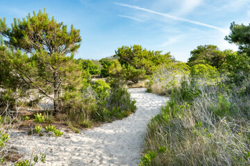 Fototapeta na wymiar a sandy pathway through a healthy and thriving coastal beach dune ecosystem with shrubs bushes and other vegetation taking root into the dry ground