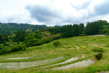大山千枚田　鴨川