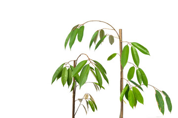 Durian tree isolated on white background. Tropical fruit. king of fruits