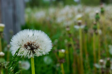 Dandelion in the field close-up