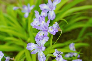 ひっそりと咲く満開の薄紫のカキツバタ＠兼六園、石川