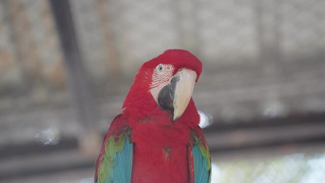 Footage Macaw parrot in zoo.