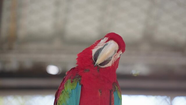 Footage Macaw parrot in zoo.