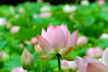 Blossoming lotus flower