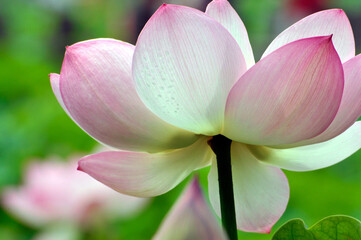 Fototapeta premium Blossoming lotus flower