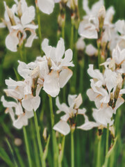 brown and white irises