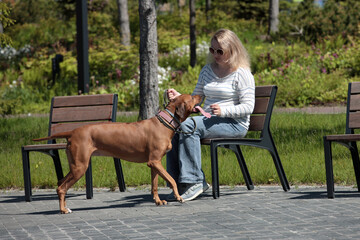 Beautiful woman with dog rhodesian ridgeback hound outdoors on a field