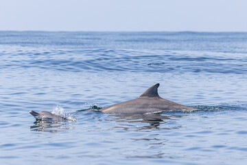 A pod of dolphins in the ocean in NSW