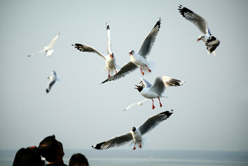 seagulls in flight