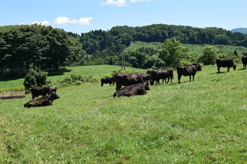 牛の放牧 月山高原牧場 山形県