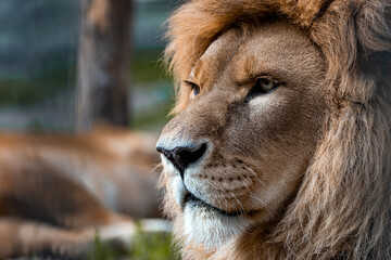 Close-up the lion king looks sternly. Wildlife animal portrait
