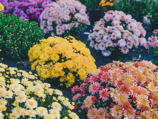 Fototapeta na wymiar colorful flowers in the garden
