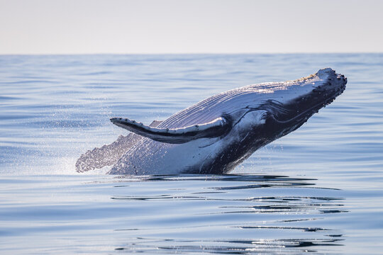 Whale breaching in Byron Bay NSW