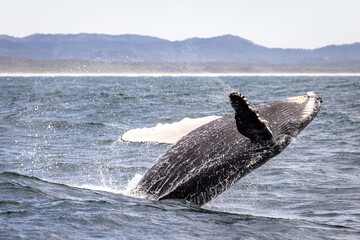 Whale breaching in NSW 