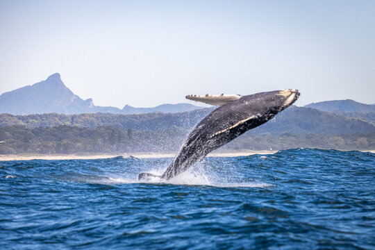 Whale breaching in Brunswick with Mount Warning in the background