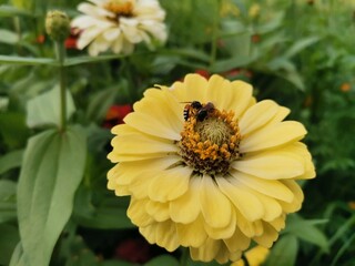 Bees suck nectar from the flowers