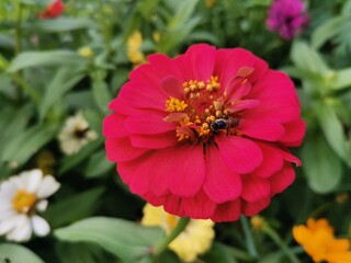 Bees suck nectar from the flowers