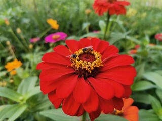 Bees suck nectar from the flowers