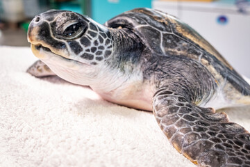 Turtle in rehabilitation 