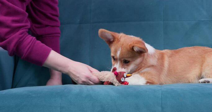 Owner brought new toy to cute Welsh corgi Pembroke or cardigan puppy, and presses on it so that it squeaks and attracts attention of pet. Dog curiously examines toy and pokes it nose into it