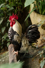 Gallo de plumas blancas y negras