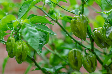 green peppers in the garden