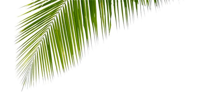 Coconut leaves on a completely separated moving white background. used to accompany the presentation